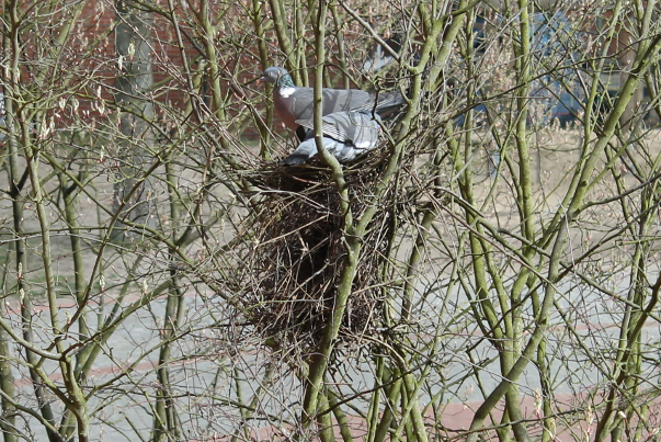 Taubennest Bild vom Nest